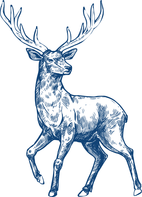Buck_Sketch 1 Moose